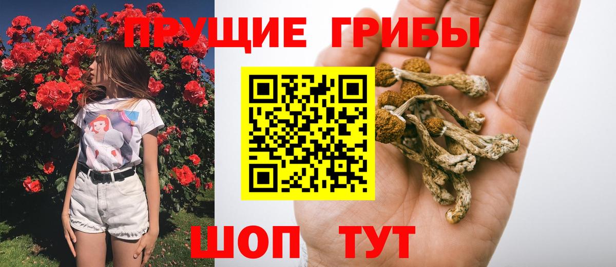 Псилоцибиновые грибы мицелий Фролово